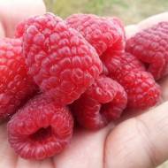 Саженец Малина Осеннее танго в контейнере